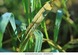 Attēlu rezultāti vaicājumam “Puccinia agrostidis”