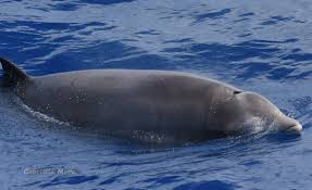 Image result for Ziphius cavirostris