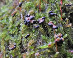 Attēlu rezultāti vaicājumam “Diderma ochraceum young”