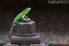 Attēlu rezultāti vaicājumam “Lacerta agilis male”