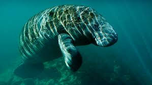 Image result for Manunitid