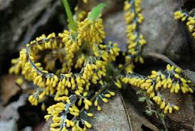 Attēlu rezultāti vaicājumam “Leocarpus fragilis spores”