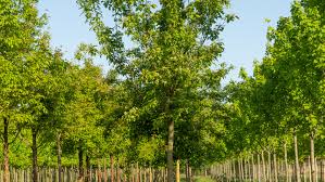 Attēlu rezultāti vaicājumam “Acer tataricum subsp. ginnala bud”