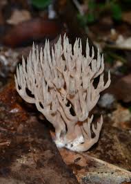 Attēlu rezultāti vaicājumam “Lentaria”