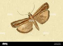 Attēlu rezultāti vaicājumam “Catoptria fulgidella”