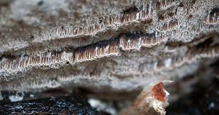 Attēlu rezultāti vaicājumam “Elmerina caryae”