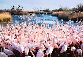 Image result for parque natural de camargue