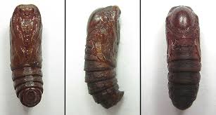 Attēlu rezultāti vaicājumam “Canephora hirsuta larva”