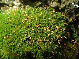 Attēlu rezultāti vaicājumam “Rhabdoweisia fugax”