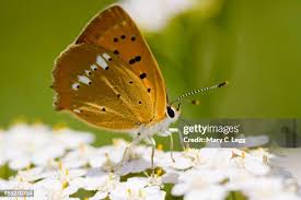 Attēlu rezultāti vaicājumam “Lycaena virgaureae”