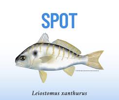Image result for Leiostomus xanthurus