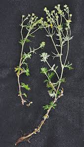 Image result for Potentilla argentea
