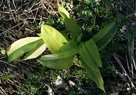 Attēlu rezultāti vaicājumam “Allium ursinum leaf”