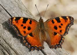 Attēlu rezultāti vaicājumam “Nymphalis polychloros upperside”