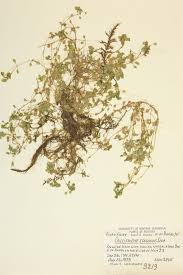 Attēlu rezultāti vaicājumam “Callitrichaceae”