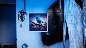 Attēlu rezultāti vaicājumam “Jalla dumosa imago”