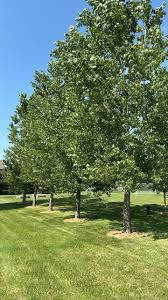 Attēlu rezultāti vaicājumam “Populus simonii”