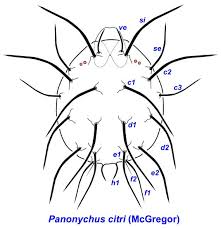 Attēlu rezultāti vaicājumam “Panonychus”