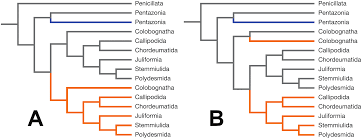 Attēlu rezultāti vaicājumam “Strongylosoma pallipes”