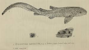 Image result for Stegostoma tigrinum
