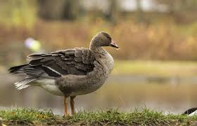 Image result for Anser fabalis