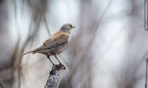 Attēlu rezultāti vaicājumam “Turdus pilaris”