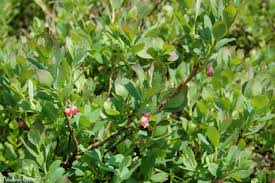 Attēlu rezultāti vaicājumam “Vaccinium uliginosum leaf”