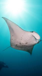 Image result for Mobula birostris