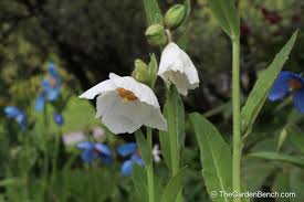 Image result for Meconopsis betonicifolia alba