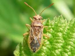 Attēlu rezultāti vaicājumam “Rhopalus maculatus imago”