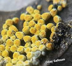 Attēlu rezultāti vaicājumam “Physarum virescens”