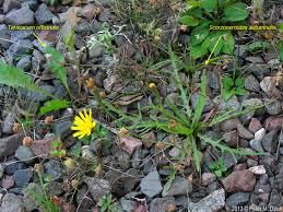 Attēlu rezultāti vaicājumam “Leontodon autumnalis  flower”