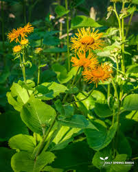 Attēlu rezultāti vaicājumam “Telekia speciosa”