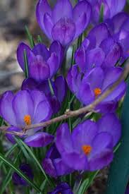 Attēlu rezultāti vaicājumam “Crocus tommasinianus”