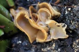 Attēlu rezultāti vaicājumam “Peziza vesiculosa”