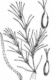 Attēlu rezultāti vaicājumam “Najas flexilis”