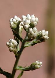 Attēlu rezultāti vaicājumam “Gnaphalium sylvaticum bud”