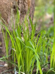 Attēlu rezultāti vaicājumam “Carex pilosa”