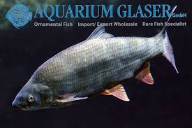 Image result for Chondrostoma nasus