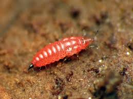 Attēlu rezultāti vaicājumam “Thysanoptera”