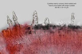 Attēlu rezultāti vaicājumam “Phlebiopsis gigantea”