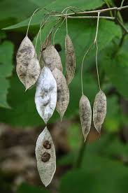 Attēlu rezultāti vaicājumam “Lunaria rediviva fruit”