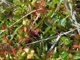 Attēlu rezultāti vaicājumam “Oxycoccus microcarpus”