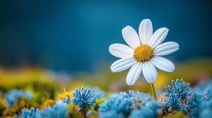 Image result for free wallpaper