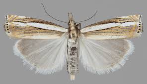 Attēlu rezultāti vaicājumam “Crambus silvella”