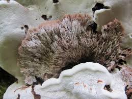 Attēlu rezultāti vaicājumam “Sporophagomyces chrysostomus”