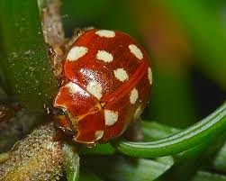 Attēlu rezultāti vaicājumam “Calvia quatuordecimguttata”