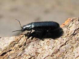 Attēlu rezultāti vaicājumam “Dasytes caeruleus”