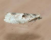 Attēlu rezultāti vaicājumam “Epinotia bilunana”