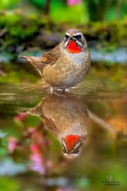 Image result for Luscinia sibilans